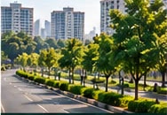 A tree-lined road