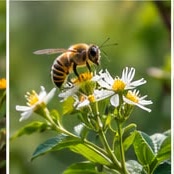 A bee on a flower