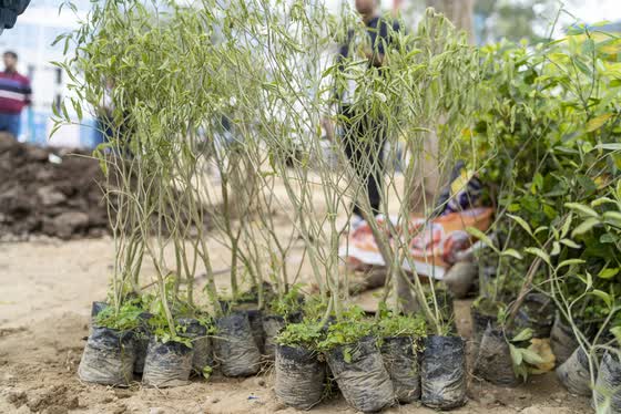 Saplings waiting in nursery bags.