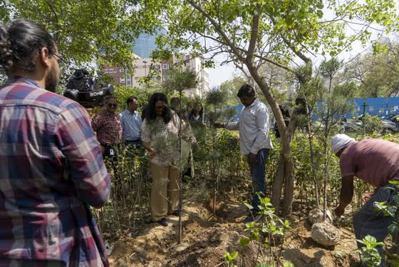 Planting shrubs under the existing trees.