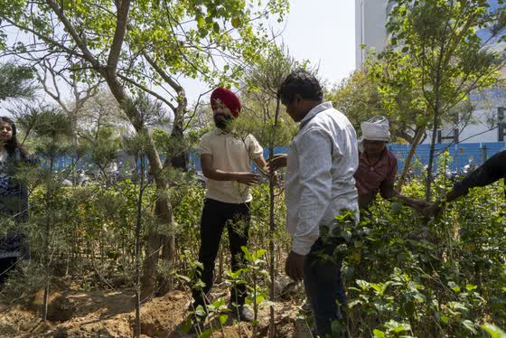 Planting between the trees.