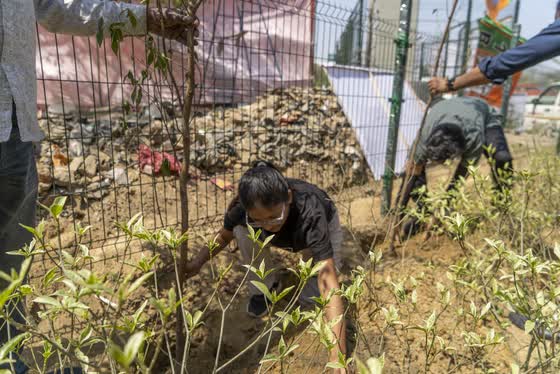 Firming the soil around a new plant.