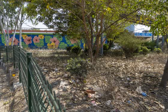 Trees and shrubs beside the painted wall.