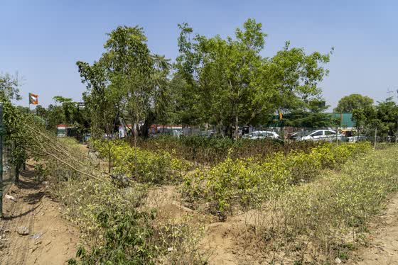 Shrub beds under the trees.