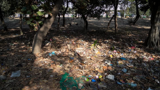 Before: litter and dead leaves under the existing trees.