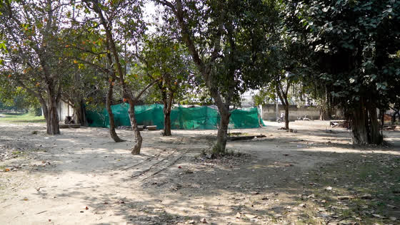 Before: bare, trampled ground between the trees.