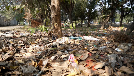Before: a heap of debris and leaf litter.