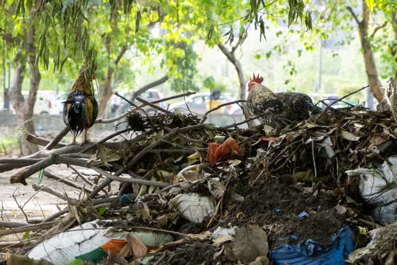Cleared debris, piled up for removal.