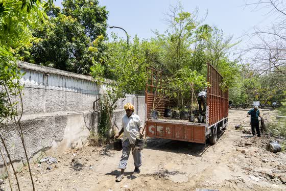Saplings unloaded from the truck.