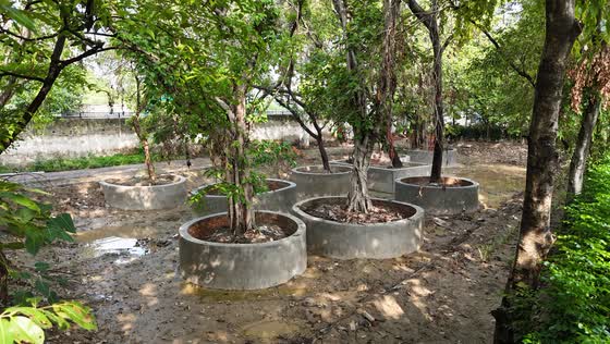 Ringed tree pits, seen from above.