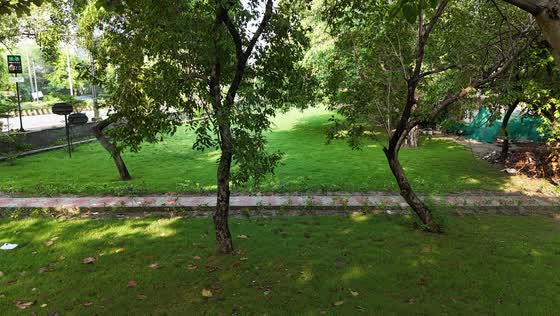 Carpet grass laid between the trees, August 2026.