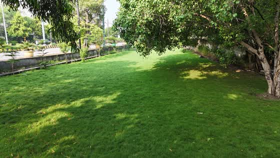 An open stretch of new lawn, August 2026.