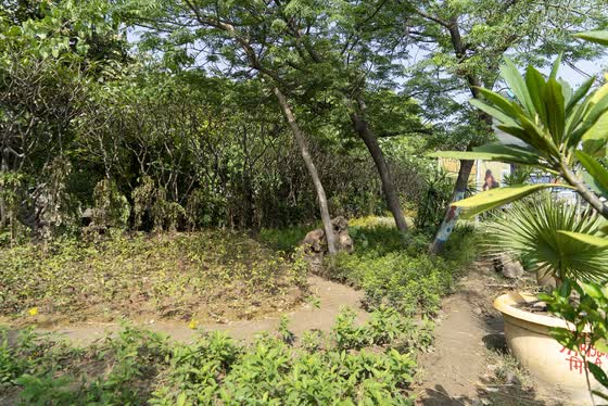 A shaded garden path through the greenbelt.